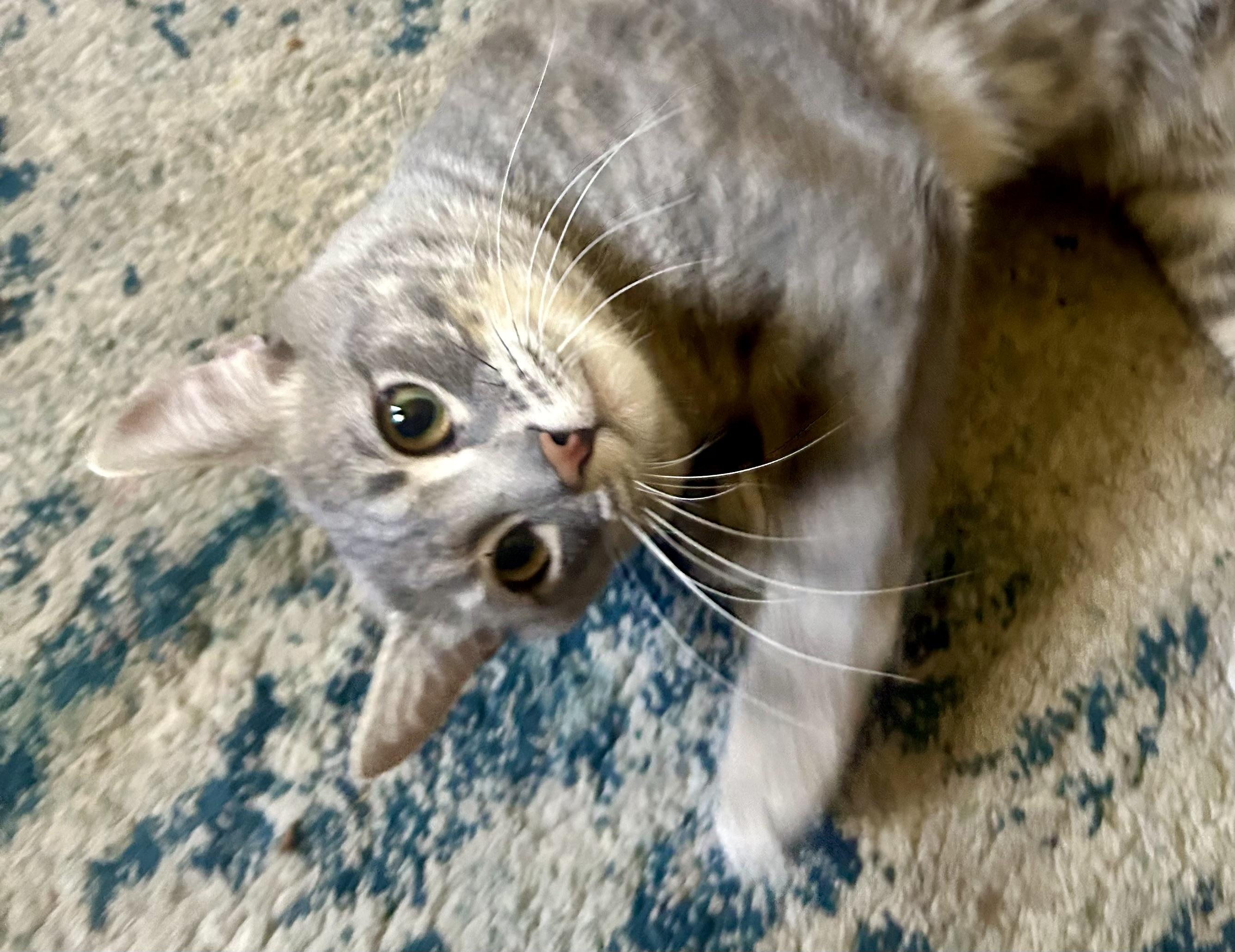 Lynx, ADOPTABLE, Adult Male Domestic Short Hair.