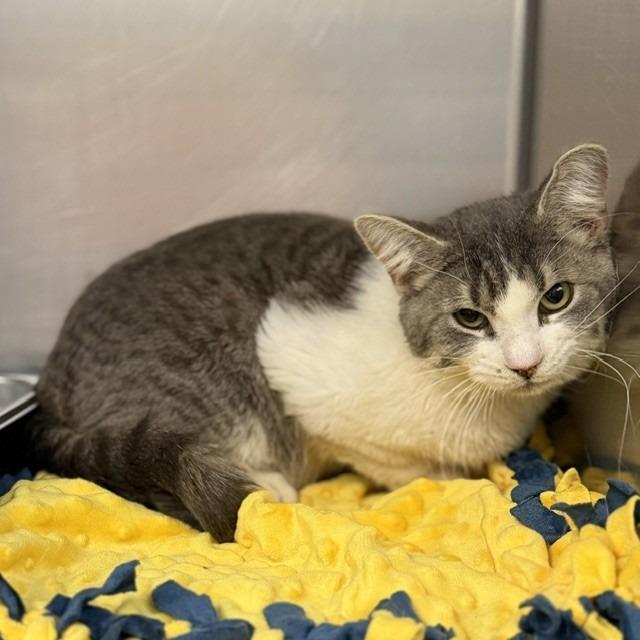 Cat 04/22/2026, Adoptable, Young Male Domestic Short Hair.