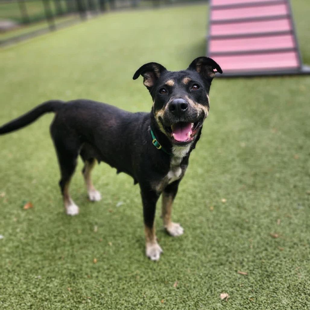Missy, Adoptable, Young Female Mixed Breed.