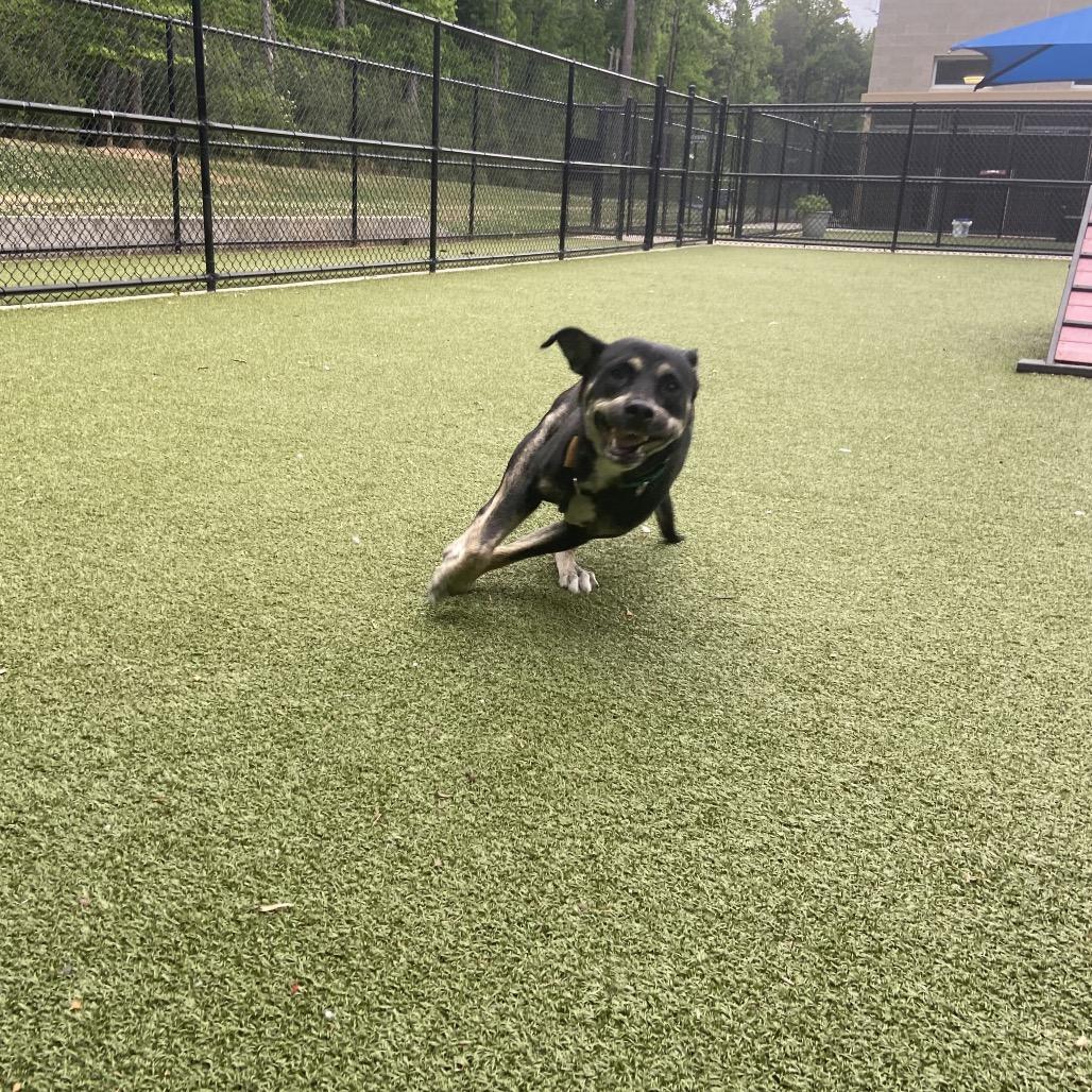 Enlarge Missy, a Adoptable Mixed Breed in Greensboro, NC image 2/6