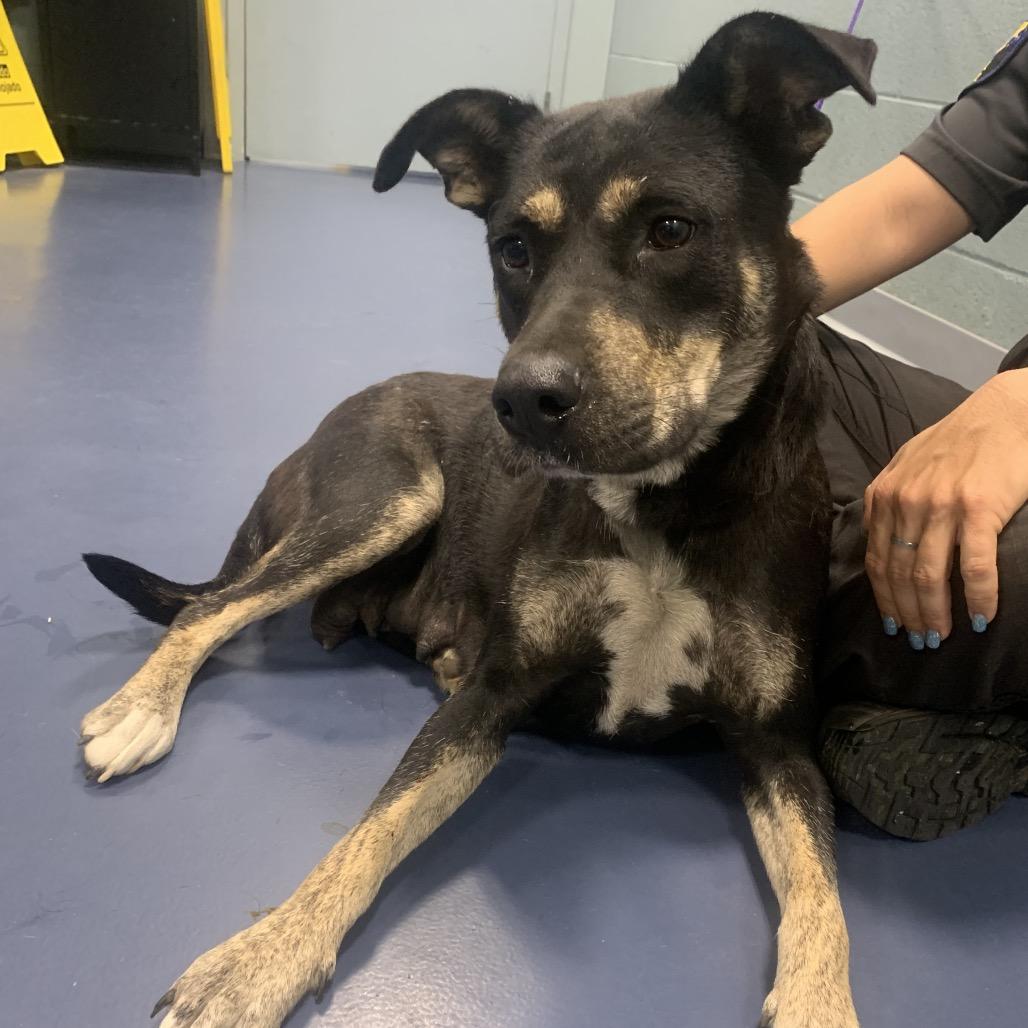 Enlarge Missy, a Adoptable Mixed Breed in Greensboro, NC image 3/6