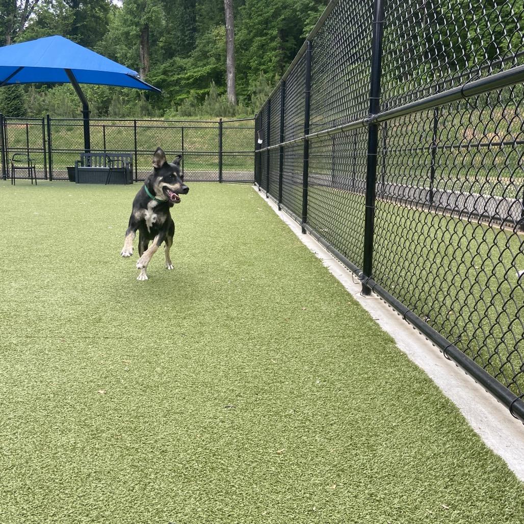 Enlarge Missy, a Adoptable Mixed Breed in Greensboro, NC image 4/6