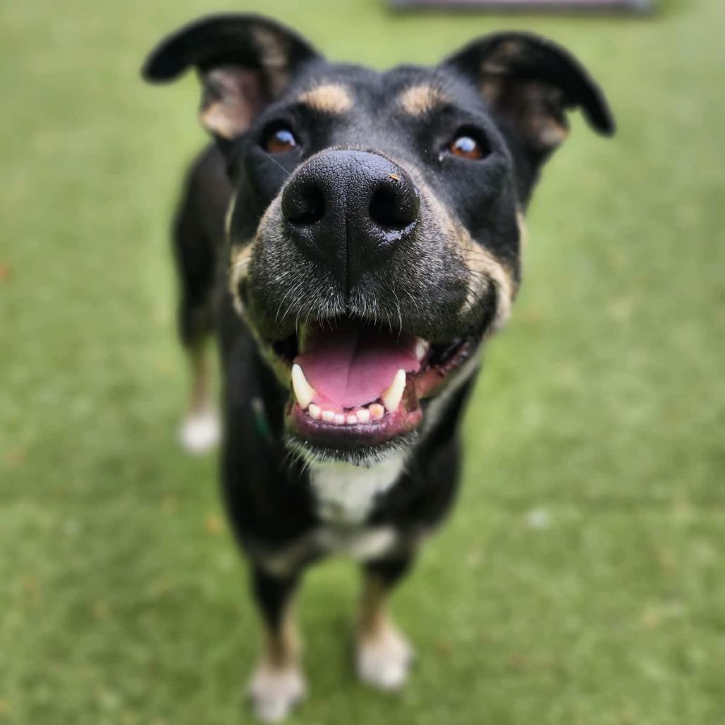 Enlarge Missy, a Adoptable Mixed Breed in Greensboro, NC image 5/6
