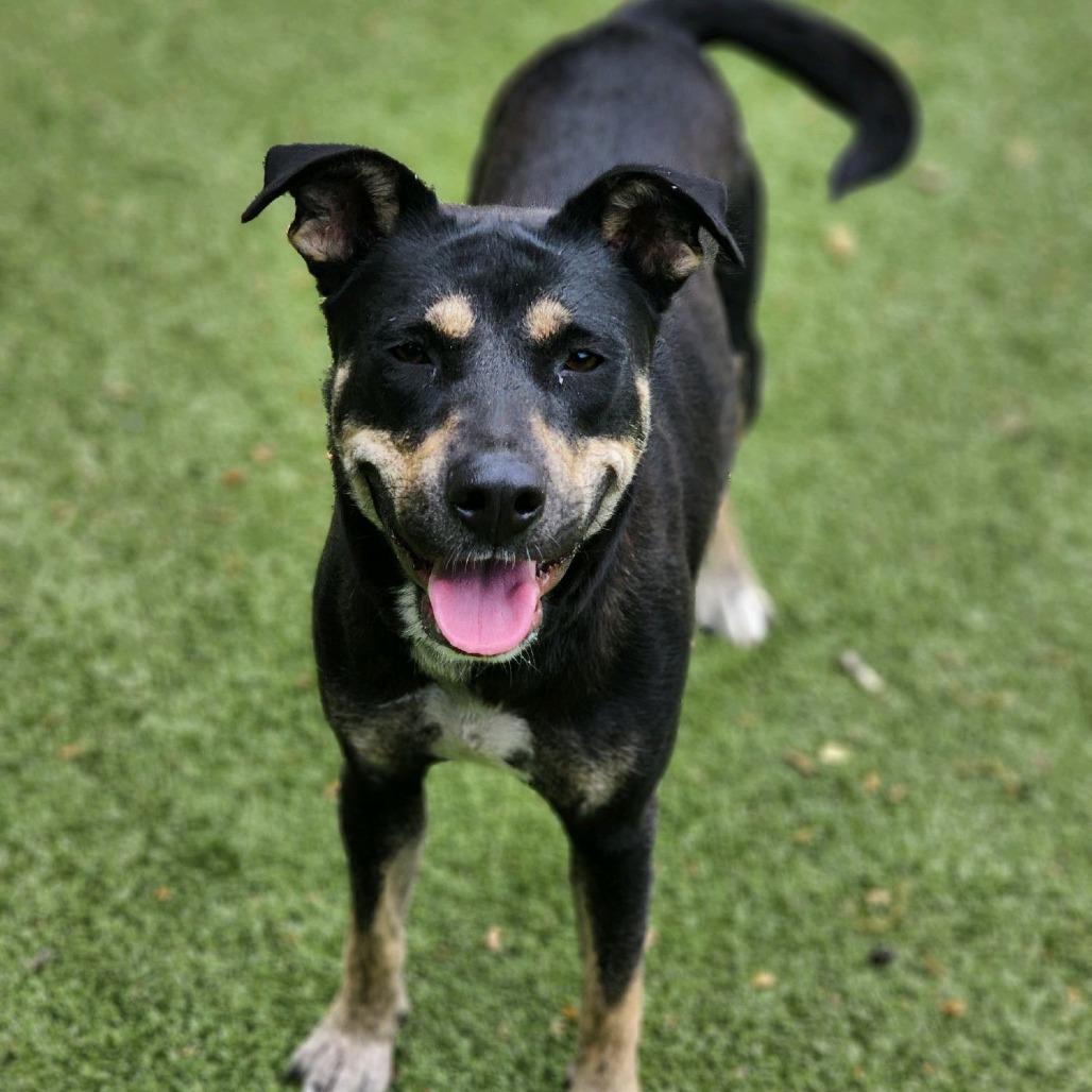 Enlarge Missy, a Adoptable Mixed Breed in Greensboro, NC image 6/6