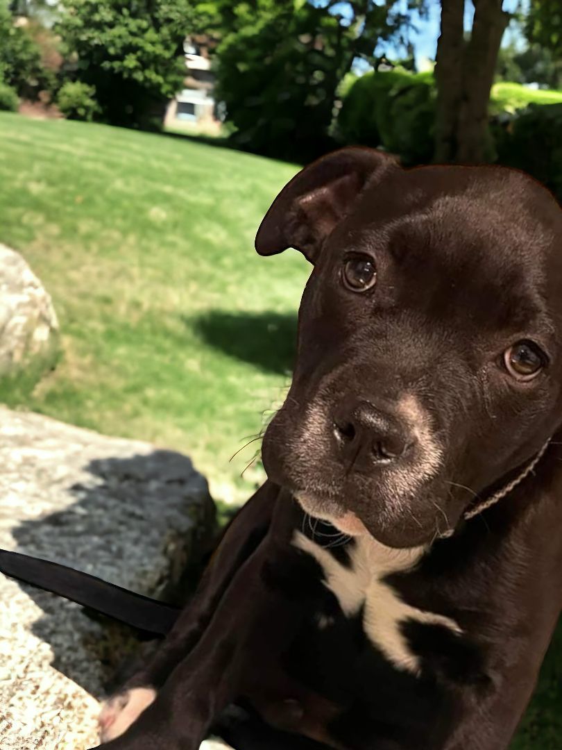 Gozer, Adopted, Puppy Male Pit Bull Terrier.
