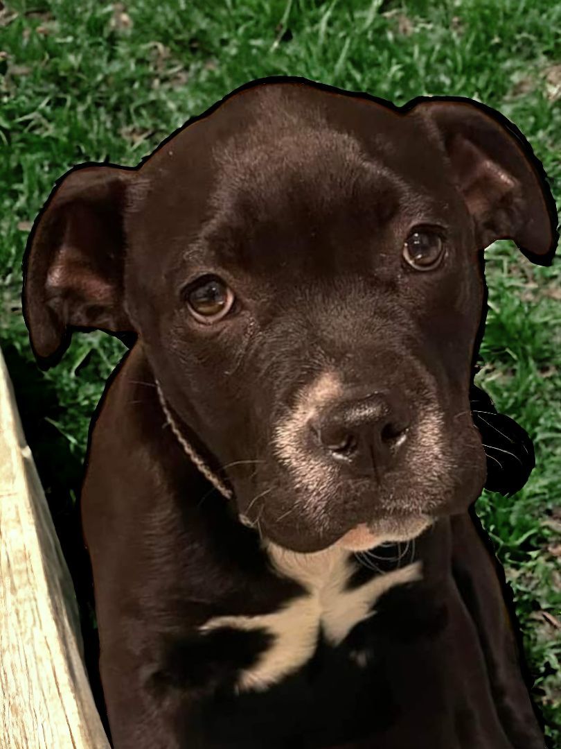 Enlarge Gozer, a Adopted mixed breed in Ravenna, KY image 2/3
