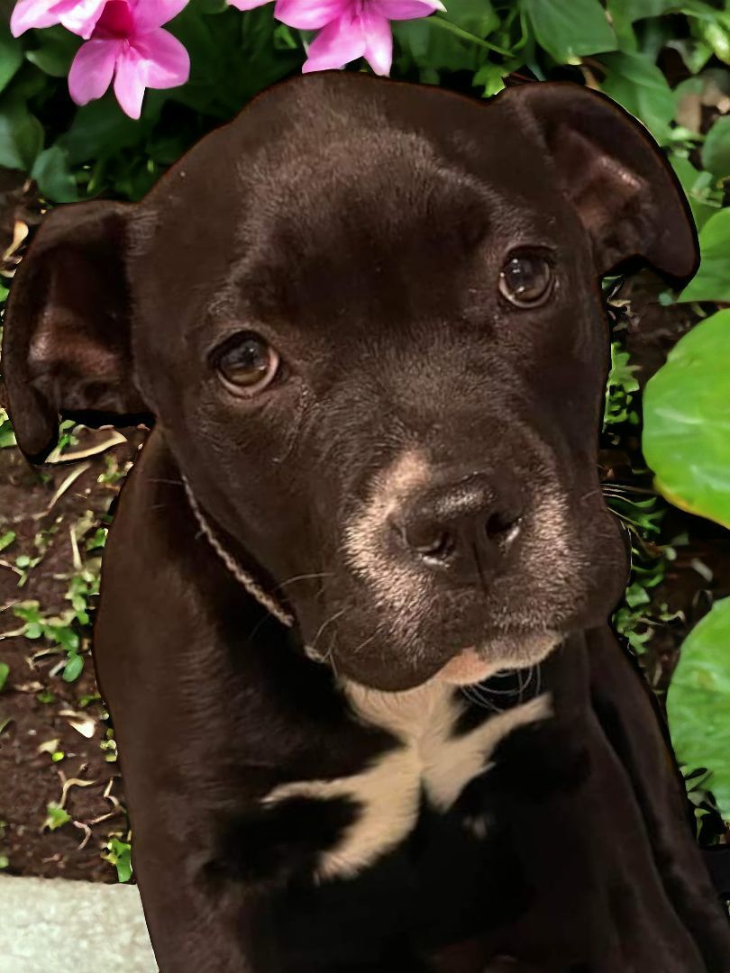 Enlarge Gozer, a Adopted mixed breed in Ravenna, KY image 3/3