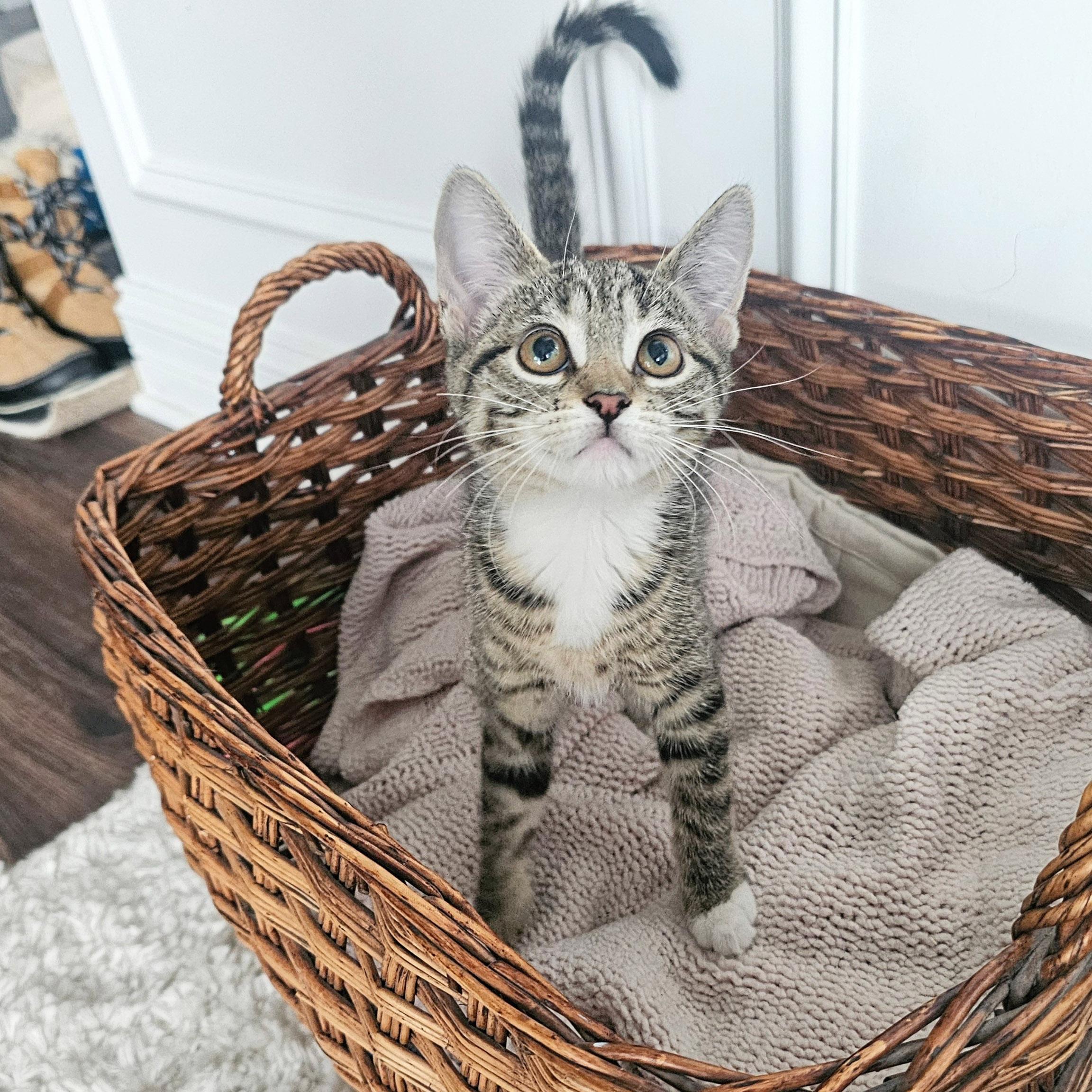 Lilly
