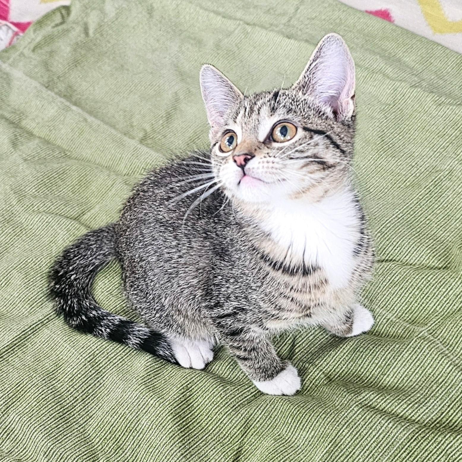 Lilly