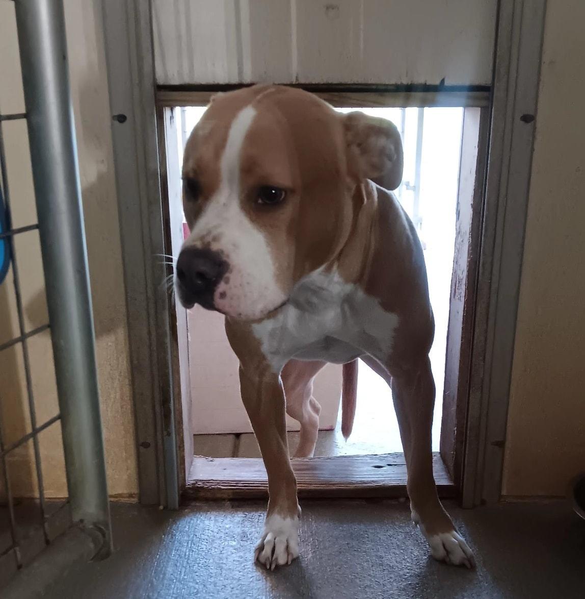 Enlarge Daisy, a Adopted Pit Bull Terrier in Attica, IN image 2/2