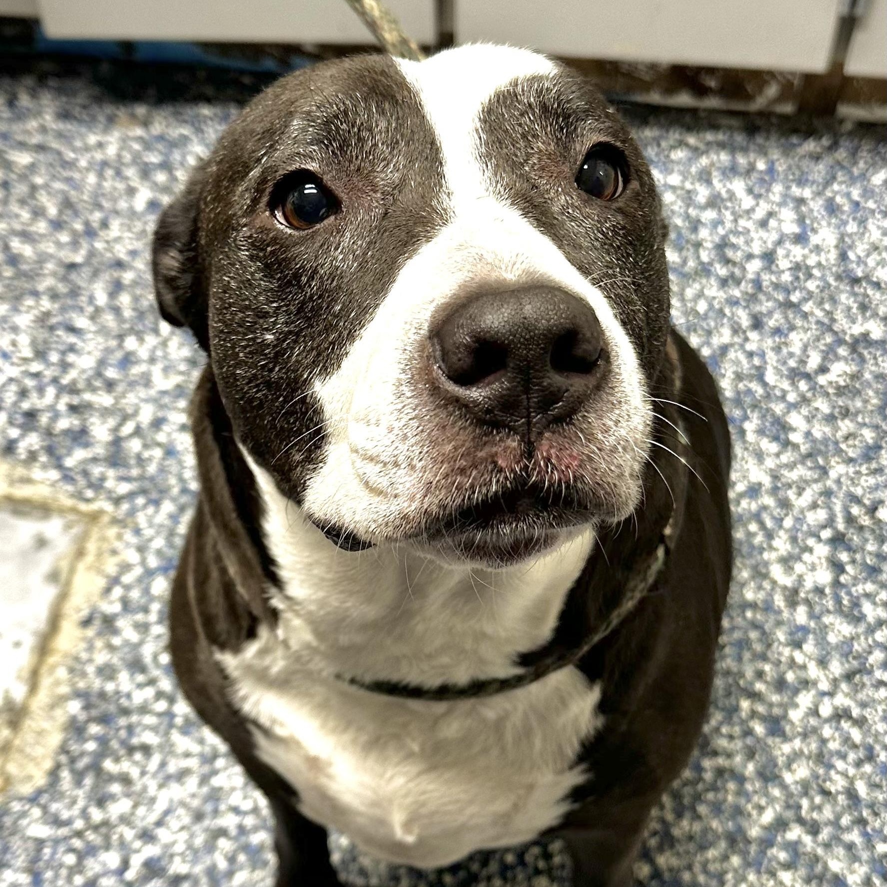 Zena, ADOPTABLE, Adult Female American Bully & Labrador Retriever.
