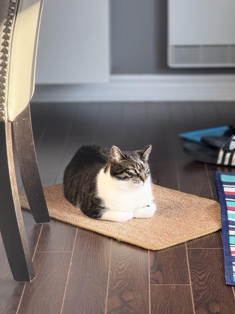 Sergio, a Adoptable Tabby in Verdun, QC image 1/6