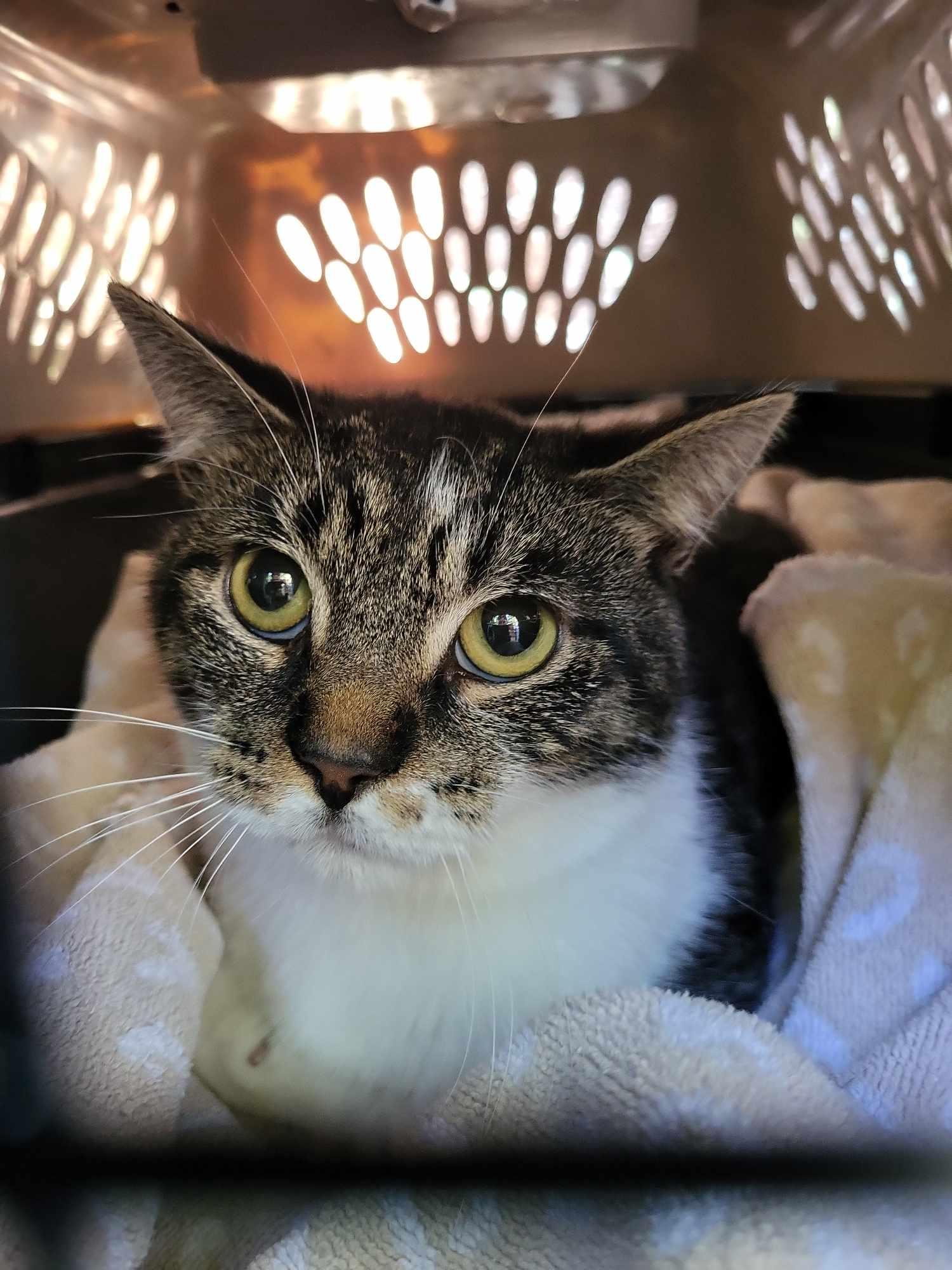 Sergio, a Adoptable Tabby in Verdun, QC image 4/6