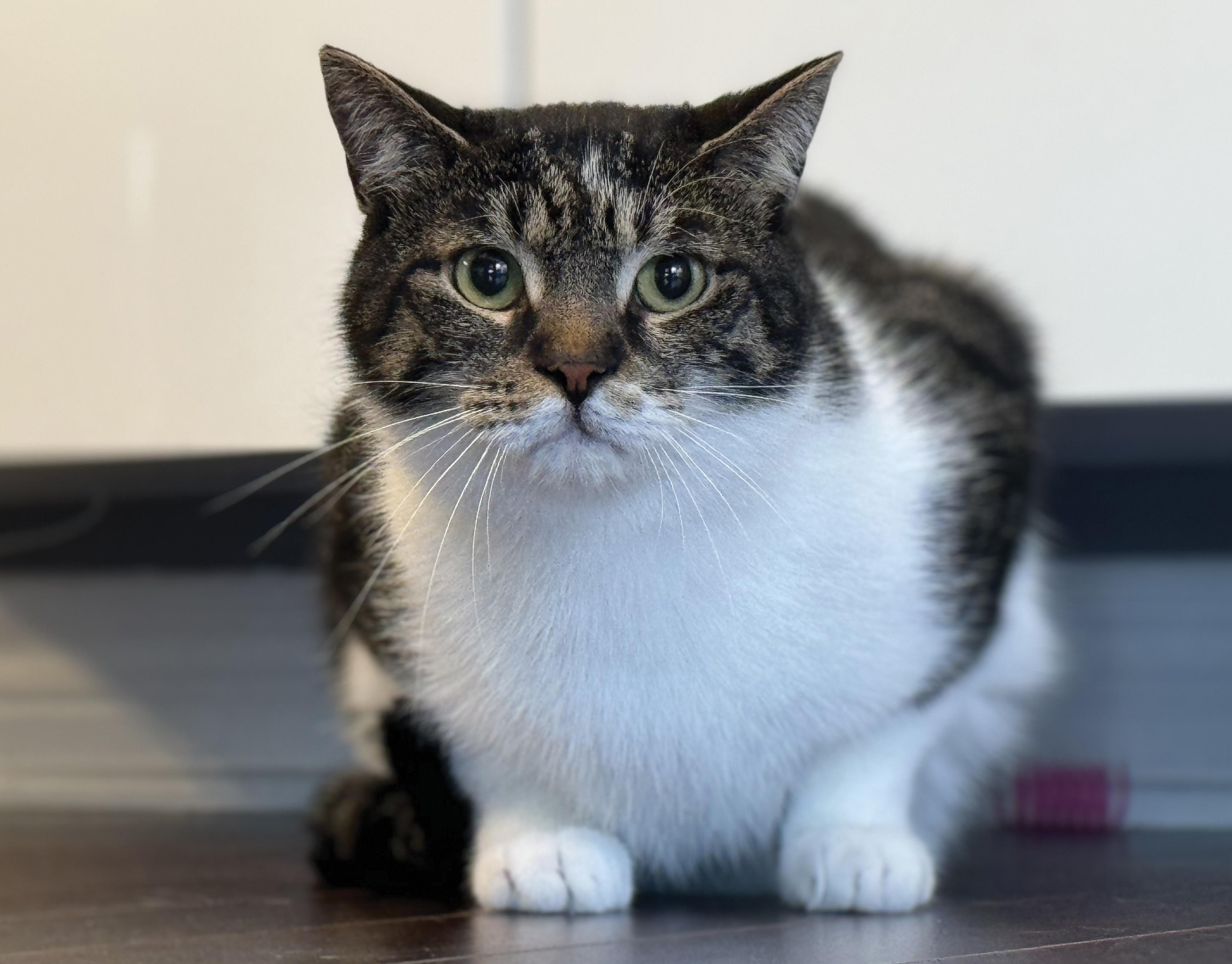 Sergio, a Adoptable Tabby in Verdun, QC image 2/6