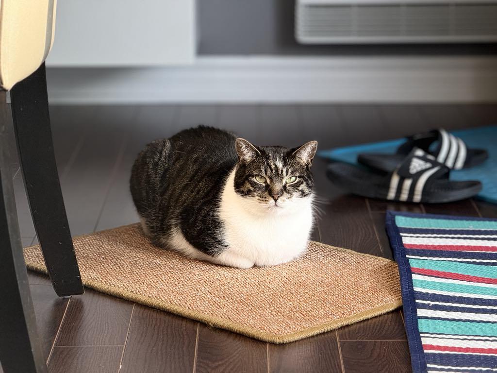 Sergio, a Adoptable Tabby in Verdun, QC image 3/6