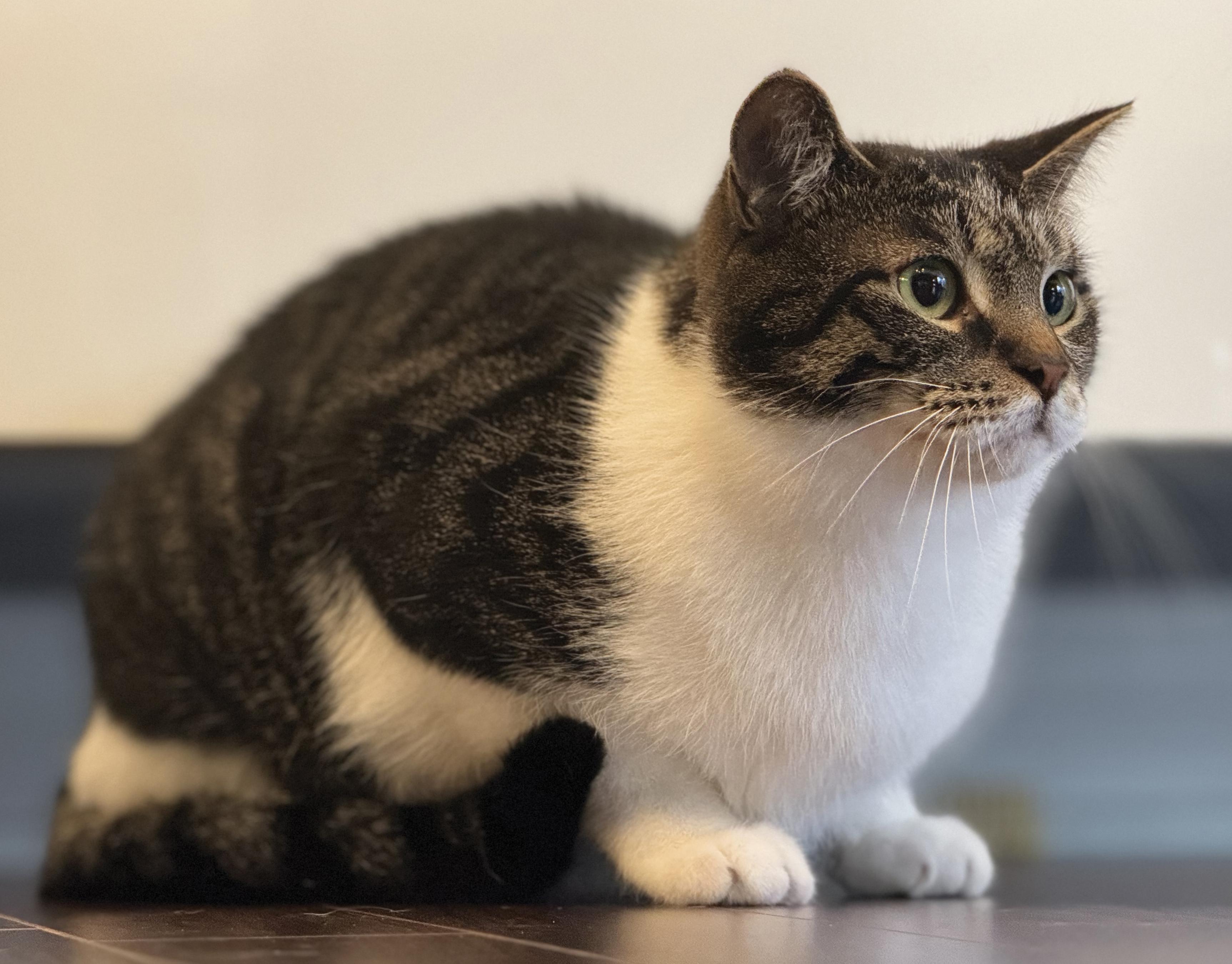 Sergio, a Adoptable Tabby in Verdun, QC image 5/6