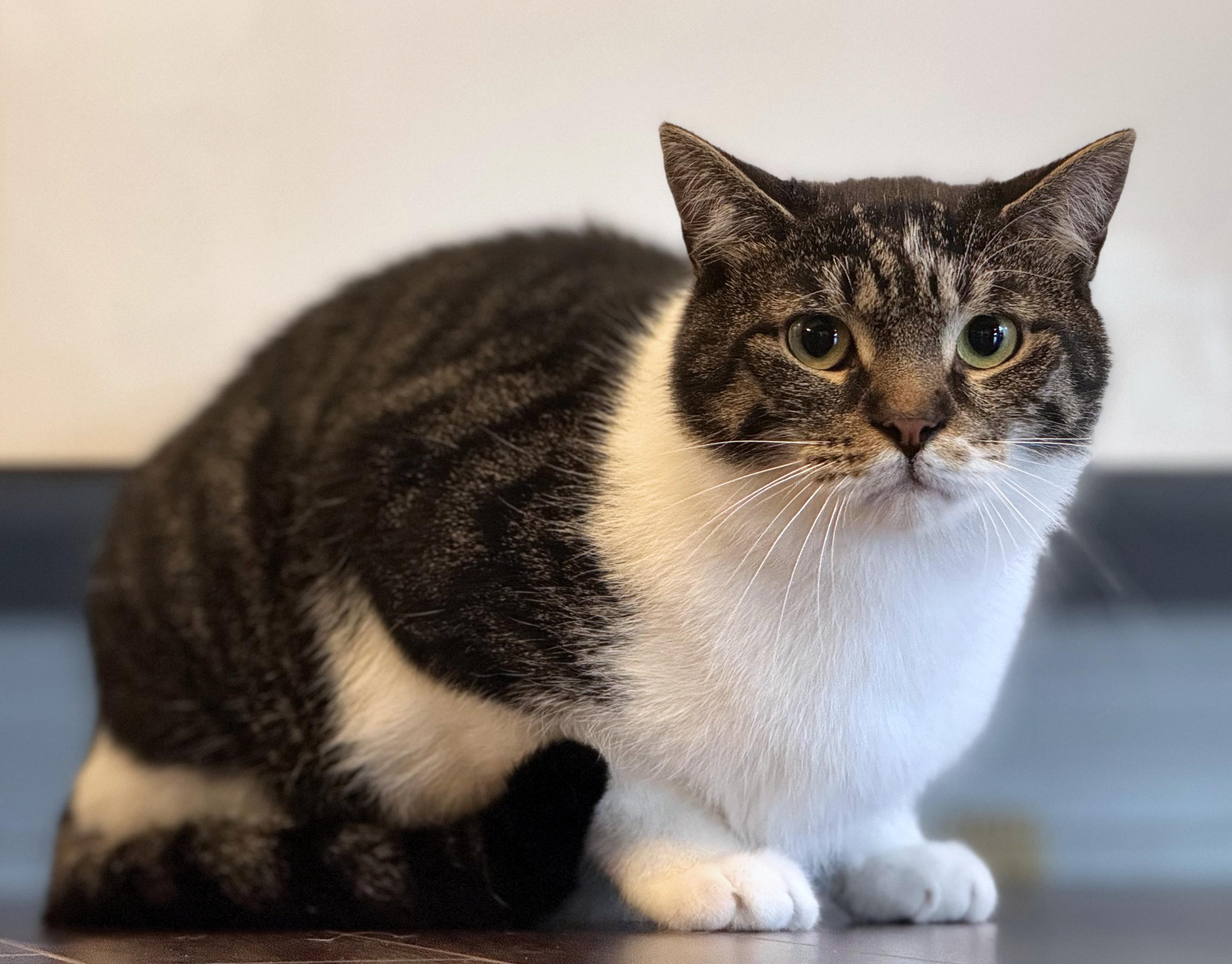 Sergio, a Adoptable Tabby in Verdun, QC image 6/6