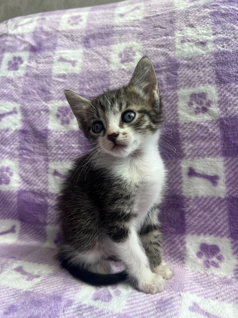 Milwaukee, Adopted, Kitten Female Domestic Short Hair.