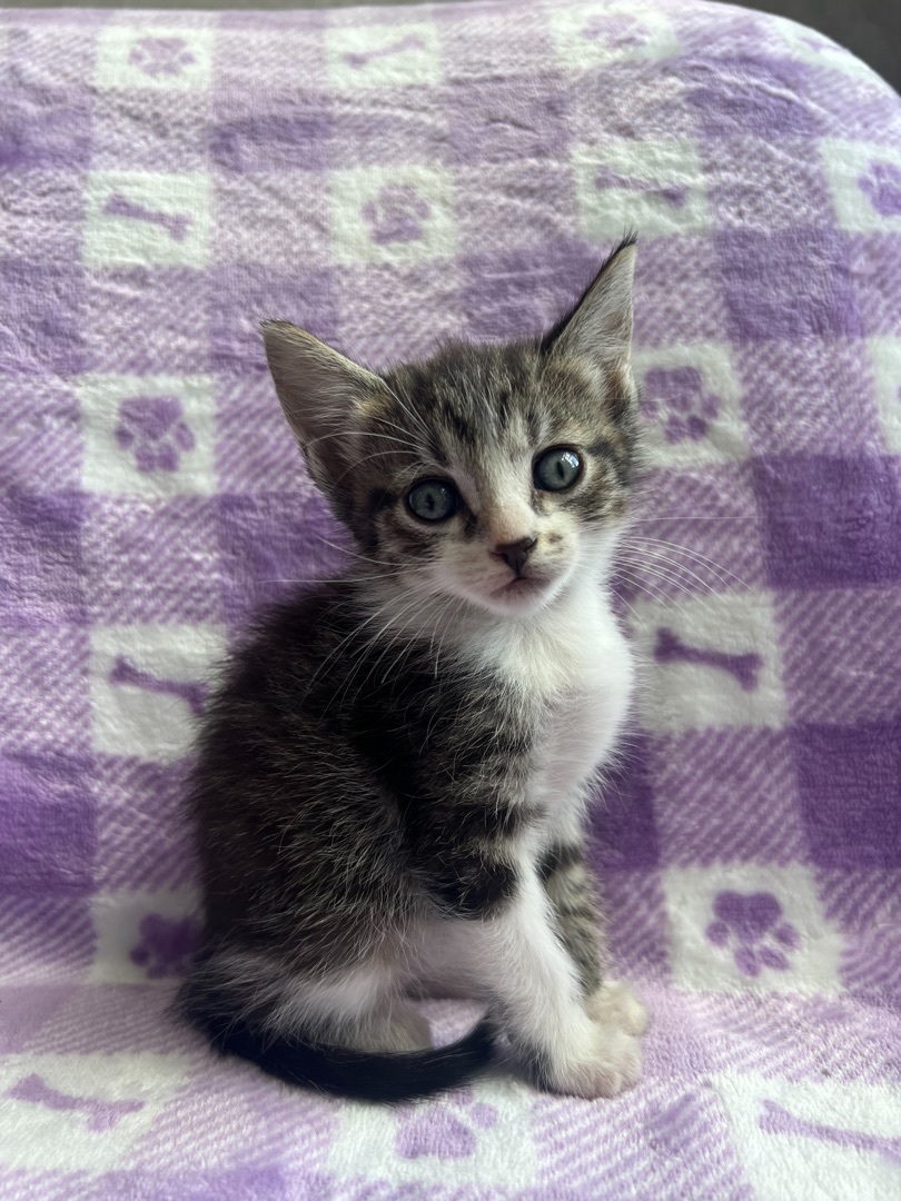 Enlarge Milwaukee, a Adopted Domestic Short Hair in Miami, FL image 2/3