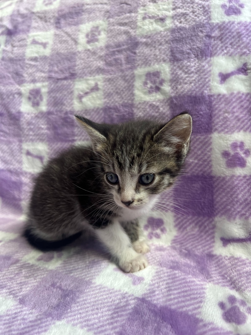 Milwaukee, Adopted, Kitten Female Domestic Short Hair.