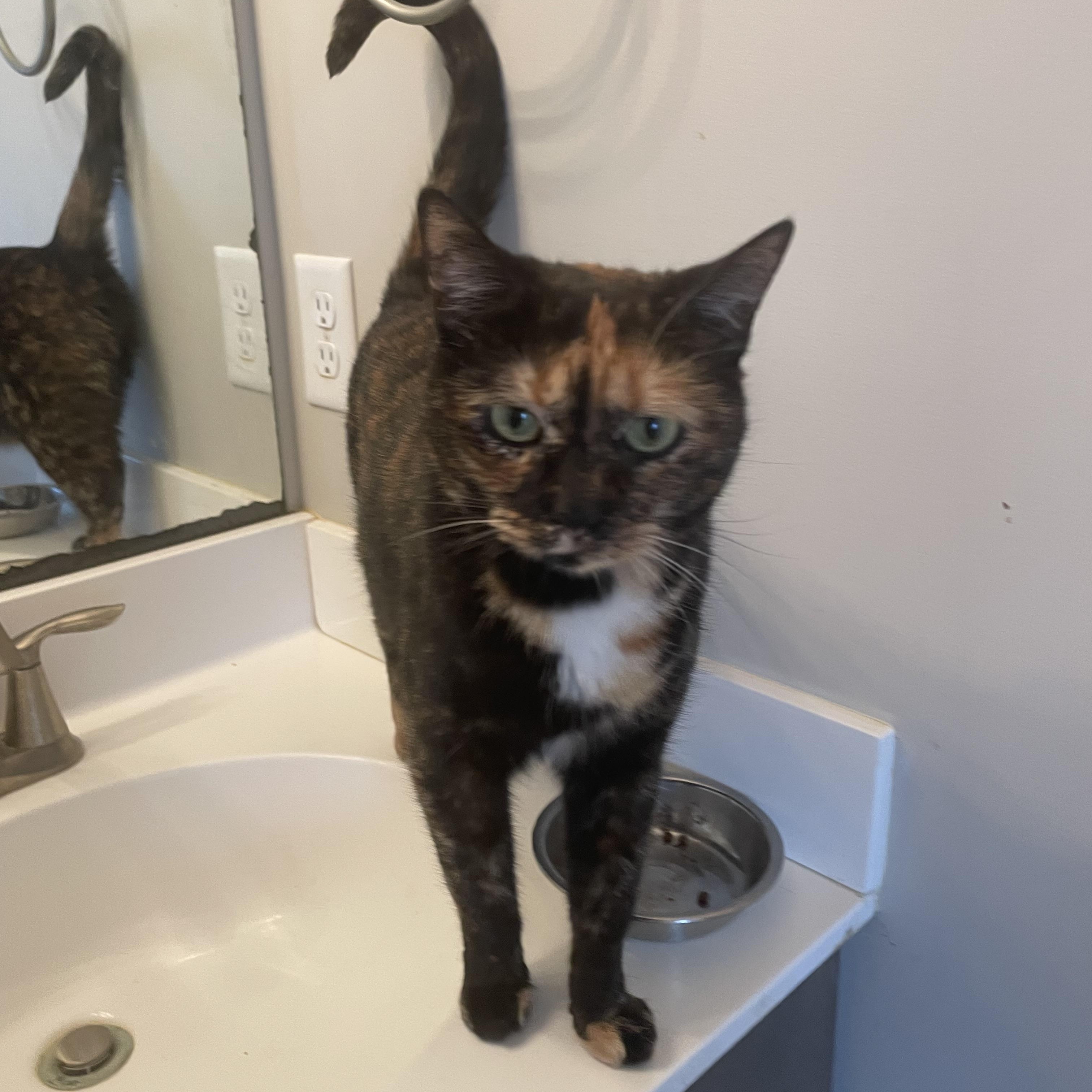 Enlarge Miss Mikey, a ADOPTABLE Tortoiseshell in lititz, PA image 2/2