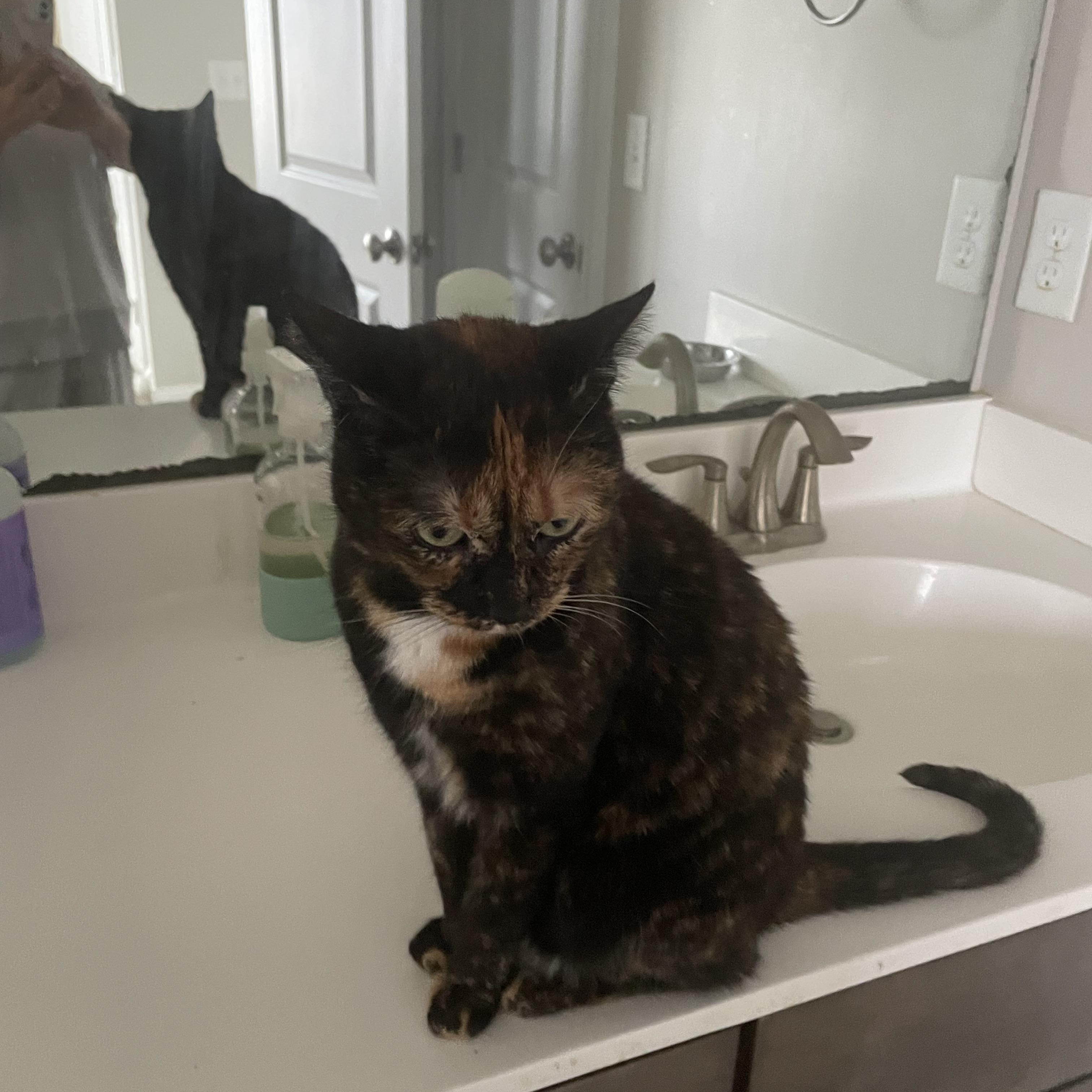 Miss Mikey, ADOPTABLE, Adult Female Tortoiseshell.