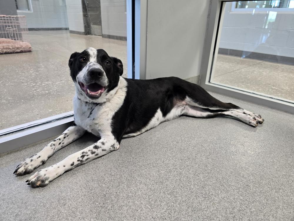 Finn, Adoptable, Adult Male Australian Cattle Dog / Blue Heeler.