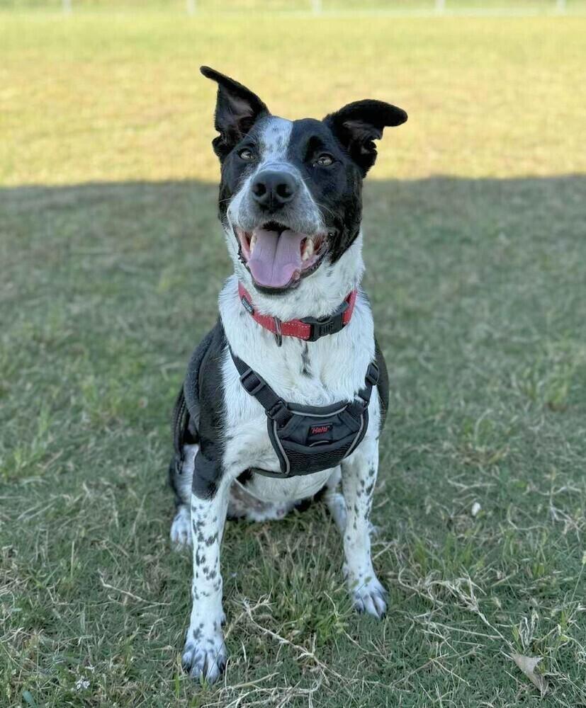 Enlarge Finn, a Adoptable mixed breed in Wellington, KS image 2/6