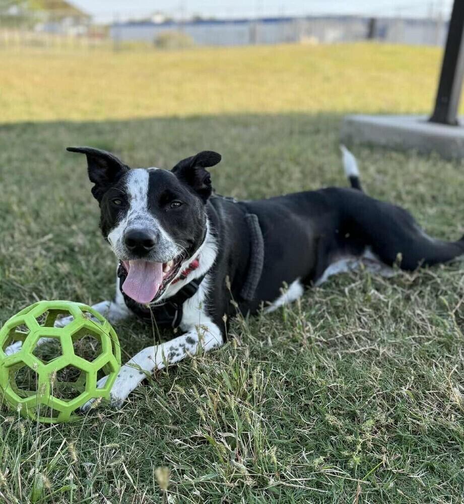 Enlarge Finn, a Adoptable mixed breed in Wellington, KS image 4/6