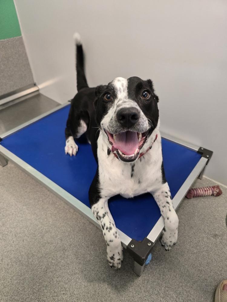 Enlarge Finn, a Adoptable mixed breed in Wellington, KS image 5/6