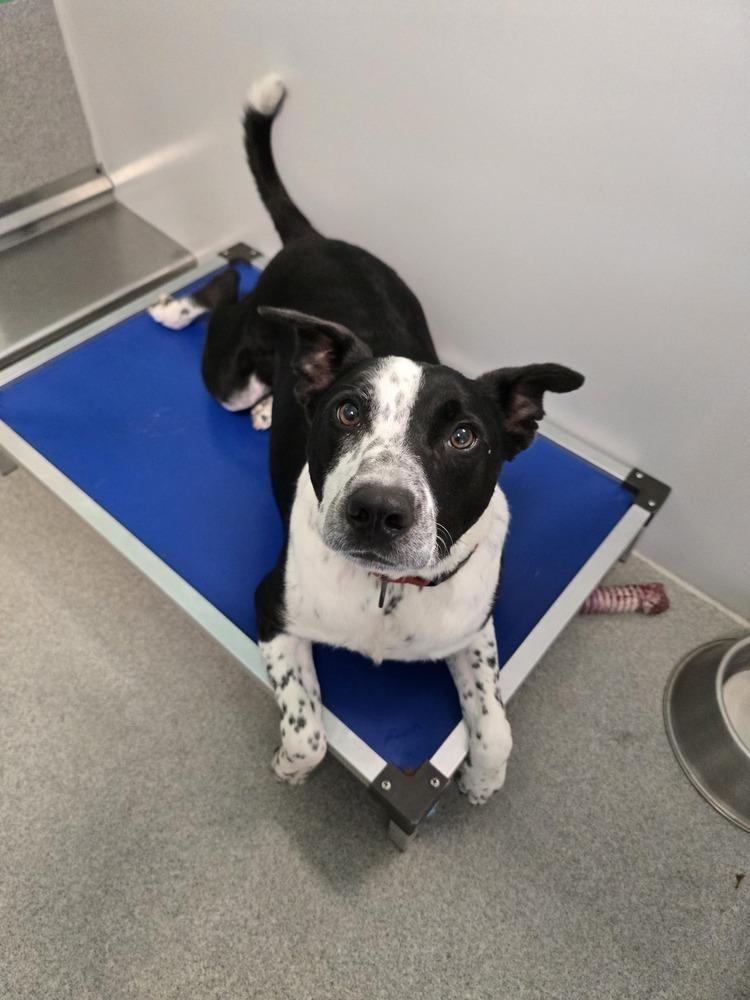 Enlarge Finn, a Adoptable mixed breed in Wellington, KS image 6/6