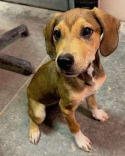 Barley, Adoptable, Puppy Male Beagle & Hound.