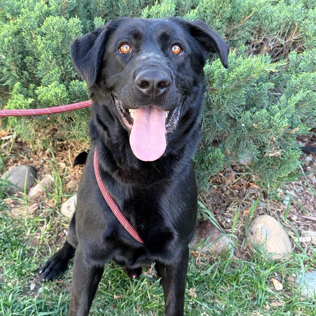 Champion, Adoptable, Adult Male Shepherd & Labrador Retriever.