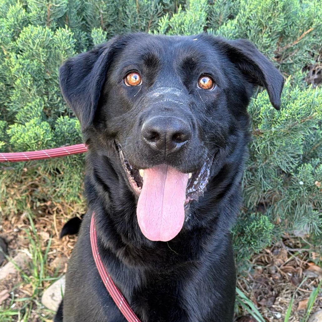 Enlarge Champion, a Adoptable mixed breed in Durango, CO image 2/3