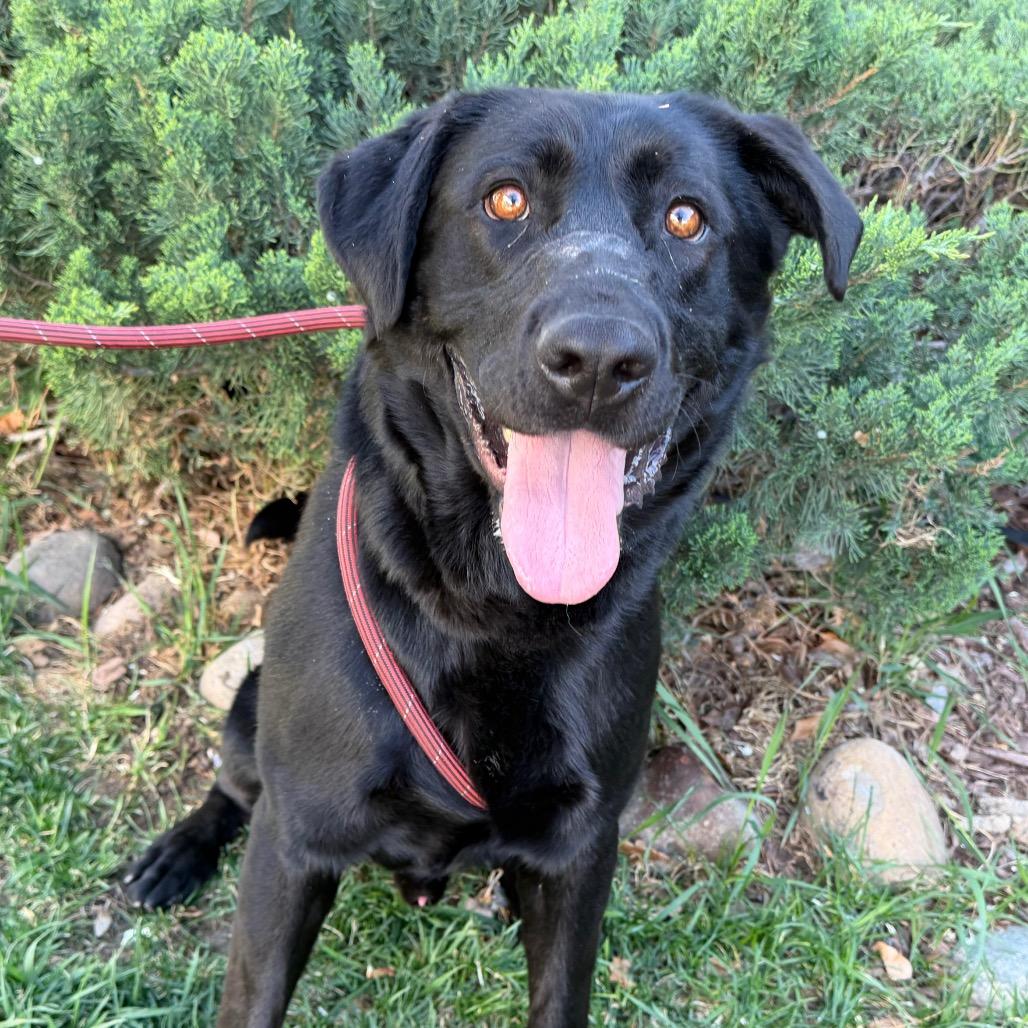 Enlarge Champion, a Adoptable mixed breed in Durango, CO image 3/3