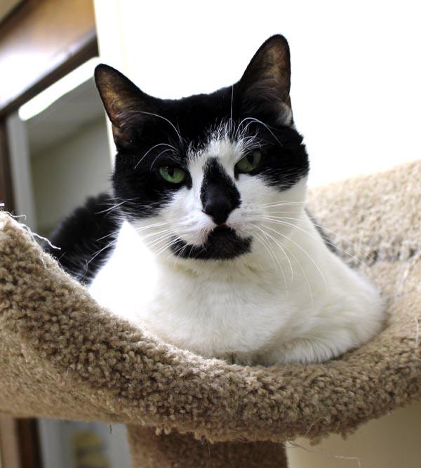 Kiki, ADOPTABLE, Adult Female Domestic Medium Hair.