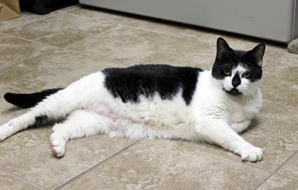 Kiki, ADOPTABLE, Adult Female Domestic Medium Hair.