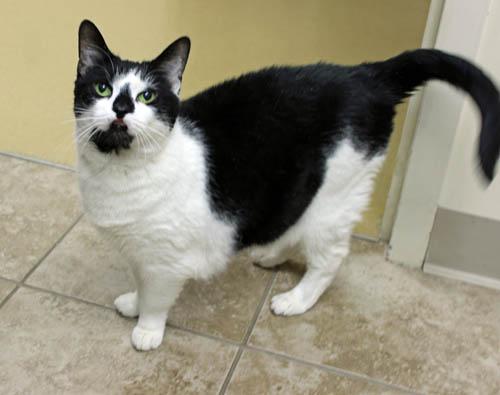 Enlarge Kiki, a ADOPTABLE Domestic Medium Hair in Mansfield, MA image 2/4