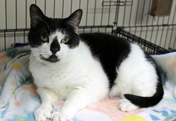 Enlarge Kiki, a ADOPTABLE Domestic Medium Hair in Mansfield, MA image 3/4