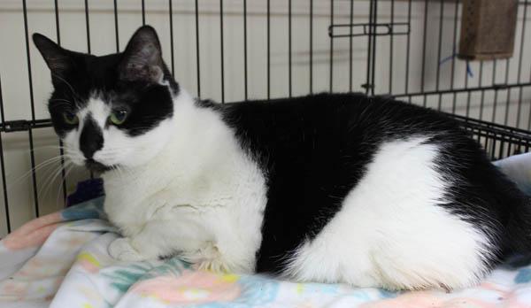 Enlarge Kiki, a ADOPTABLE Domestic Medium Hair in Mansfield, MA image 4/4