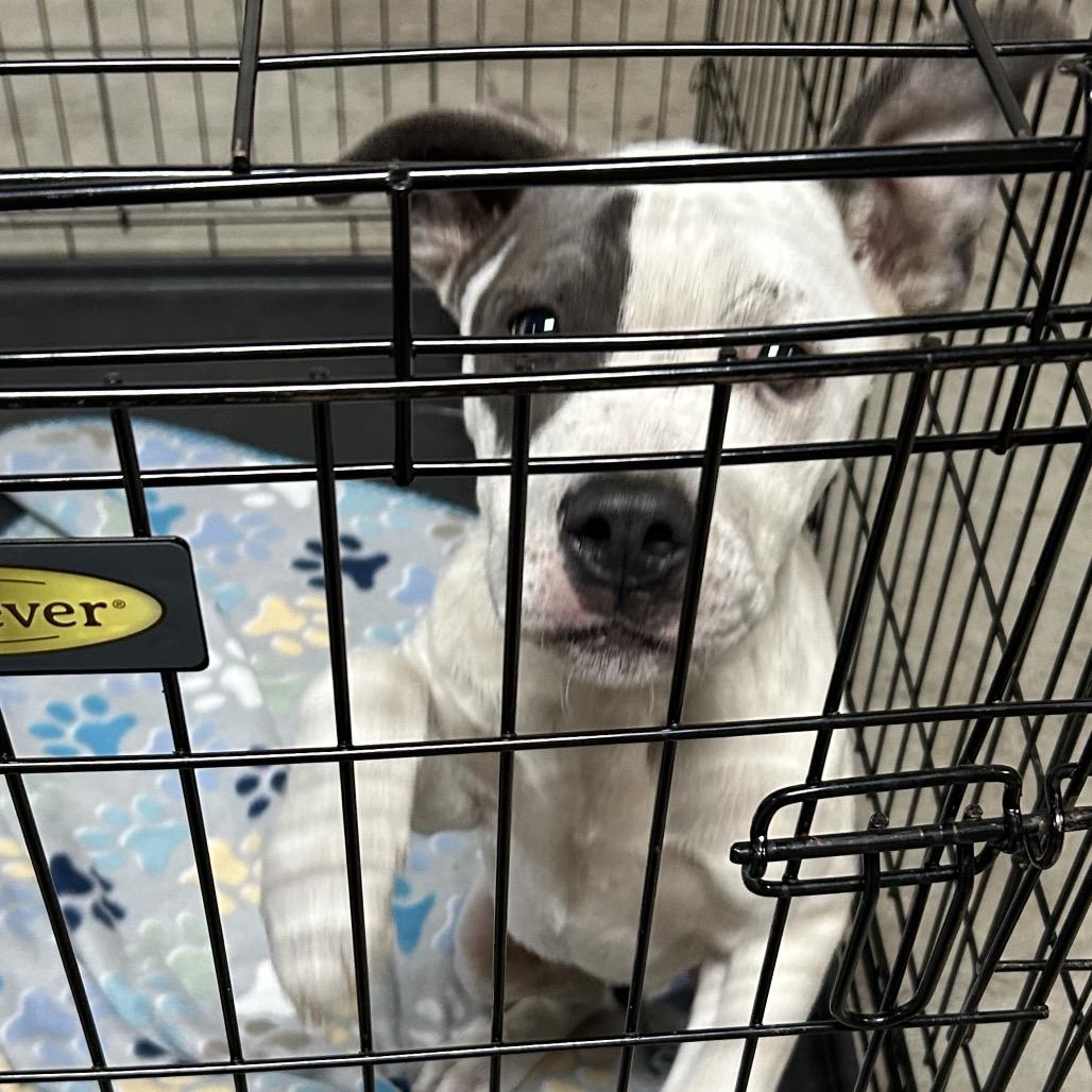 Dose, Adoptable, Puppy Male Mixed Breed.