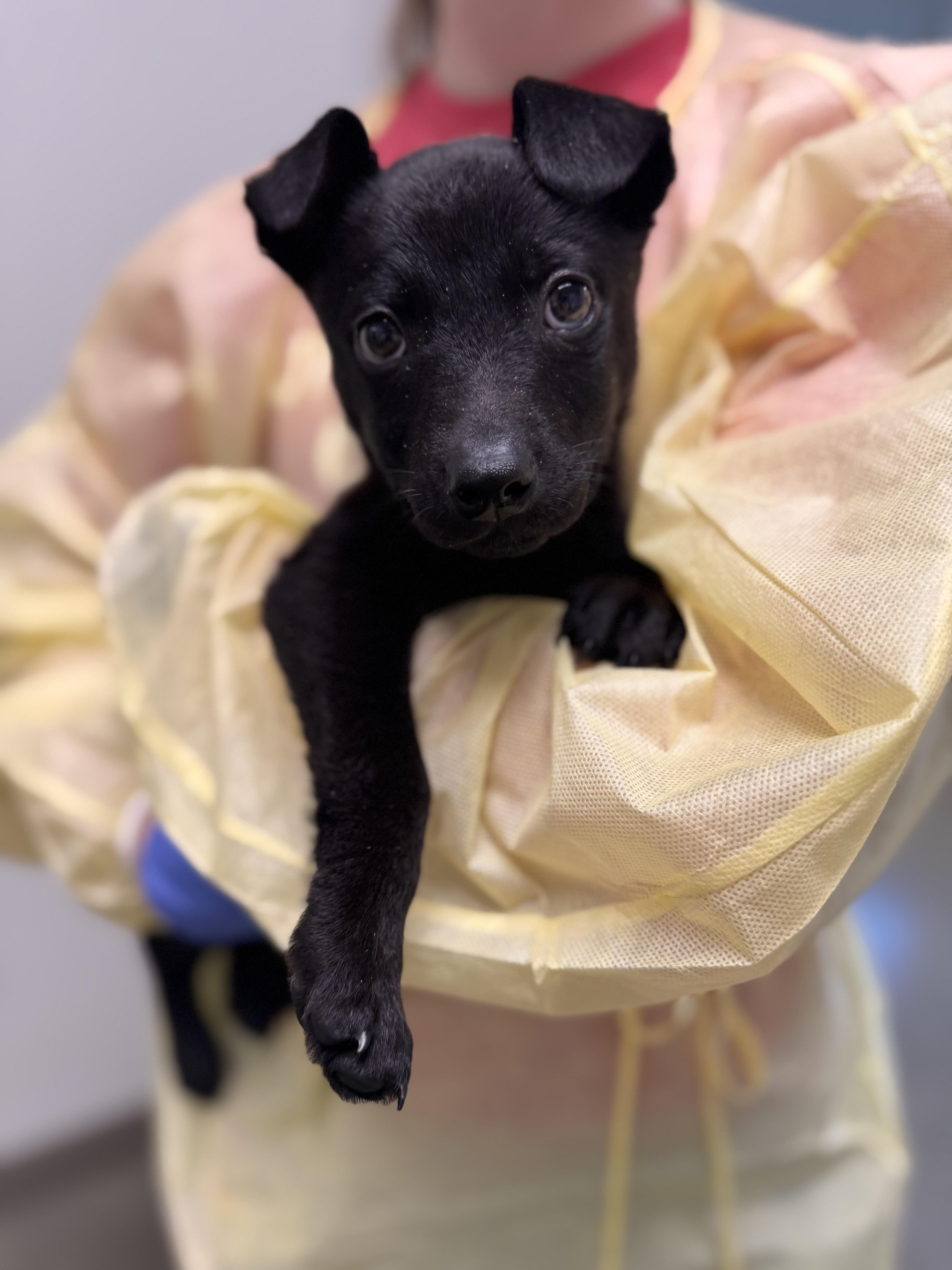 Jasper, Adoptable, Puppy Male Patterdale Terrier / Fell Terrier.