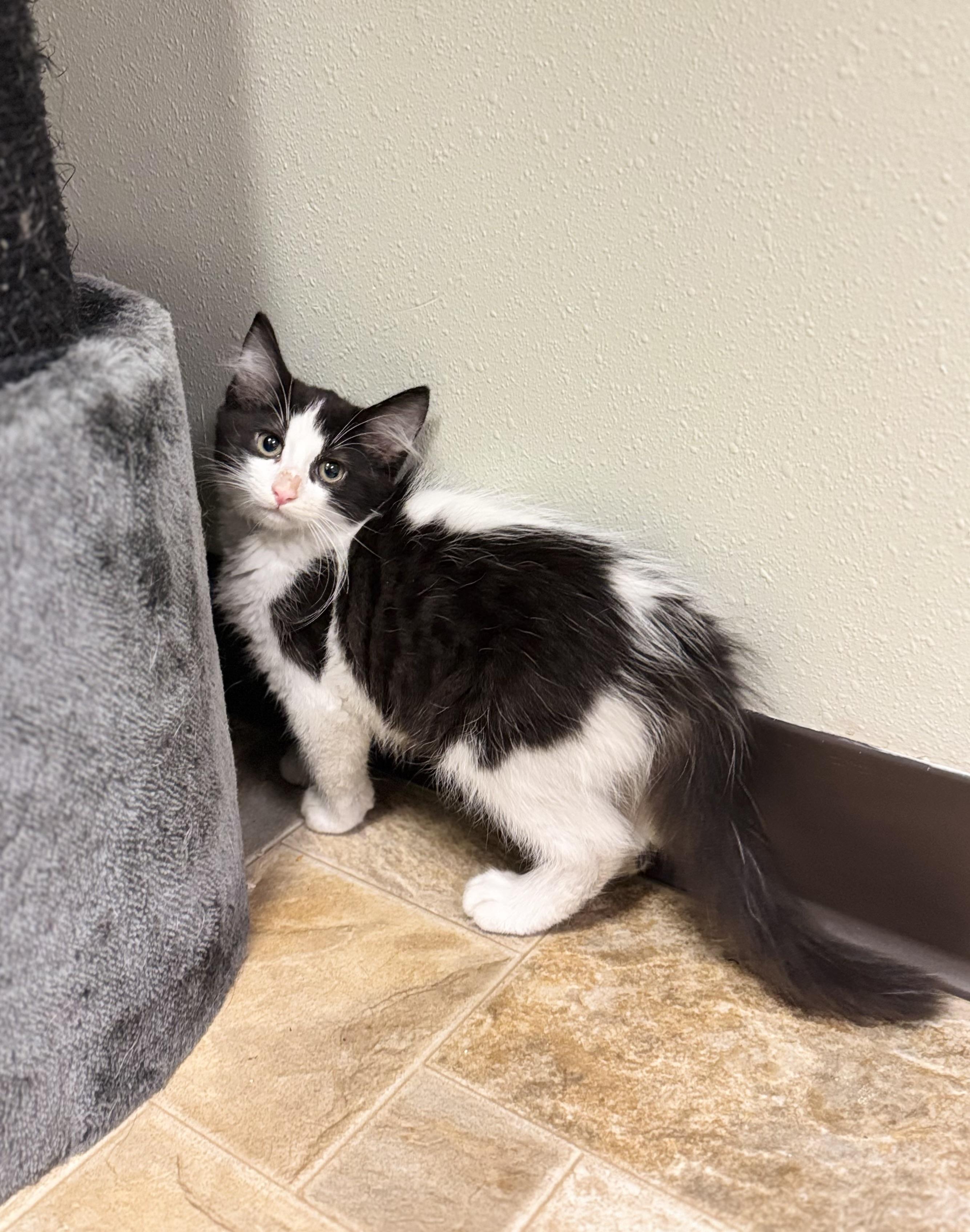 Enlarge Sourdough, a ADOPTABLE Domestic Long Hair in Dodgeville, WI image 1/1