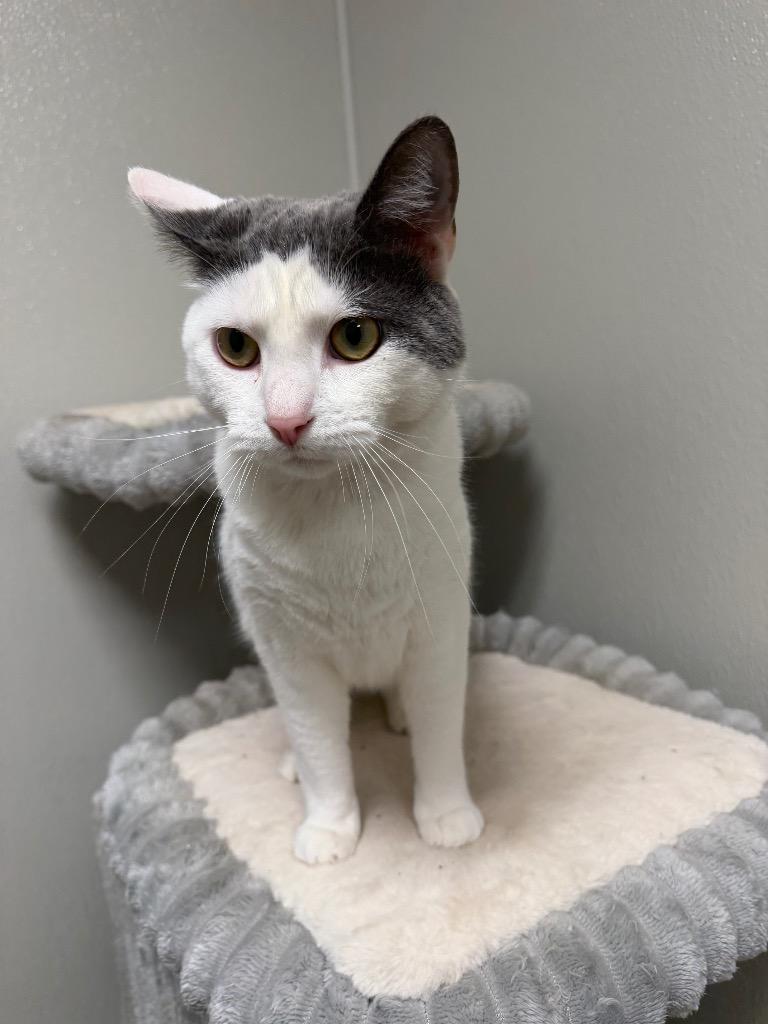 Enlarge Mr. Spots, a Adoptable mixed breed in Ferndale, NY image 1/1