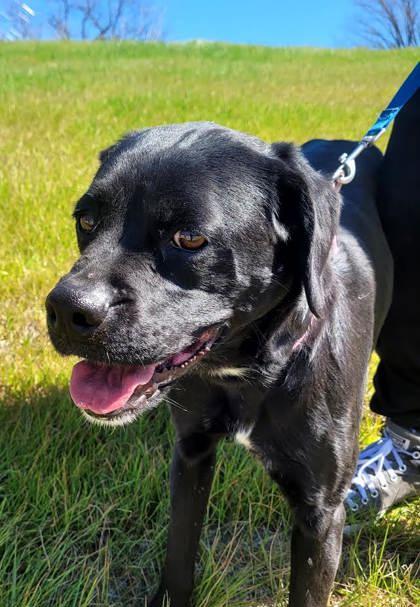 Icira (spayed) thumbnail 3