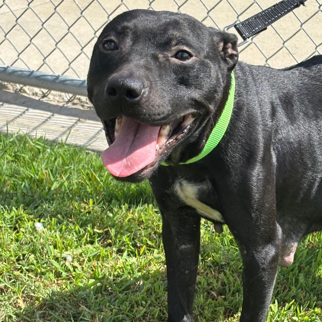 Enlarge Mazoria, a Adoptable mixed breed in League City, TX image 1/3