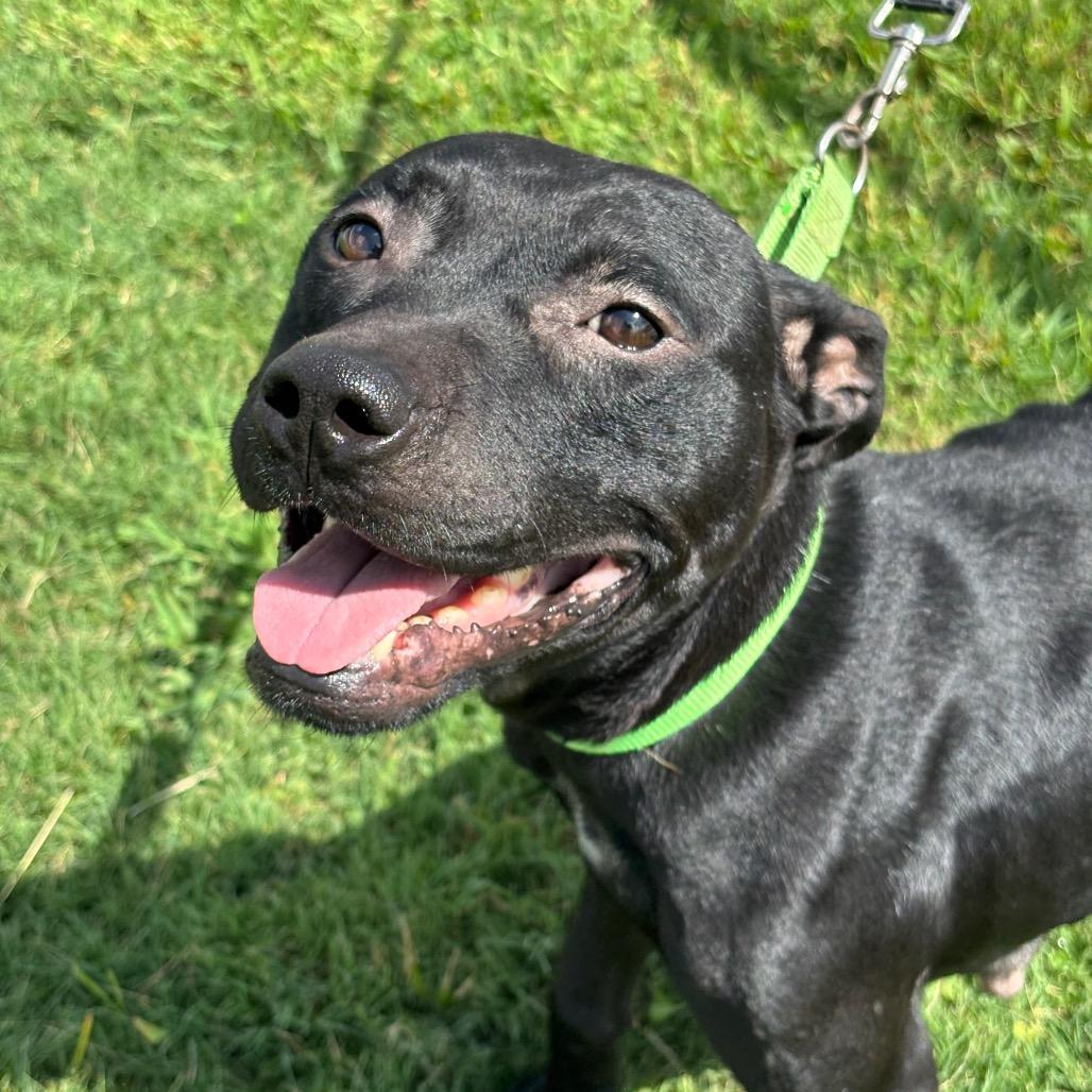 Enlarge Mazoria, a Adoptable mixed breed in League City, TX image 2/3