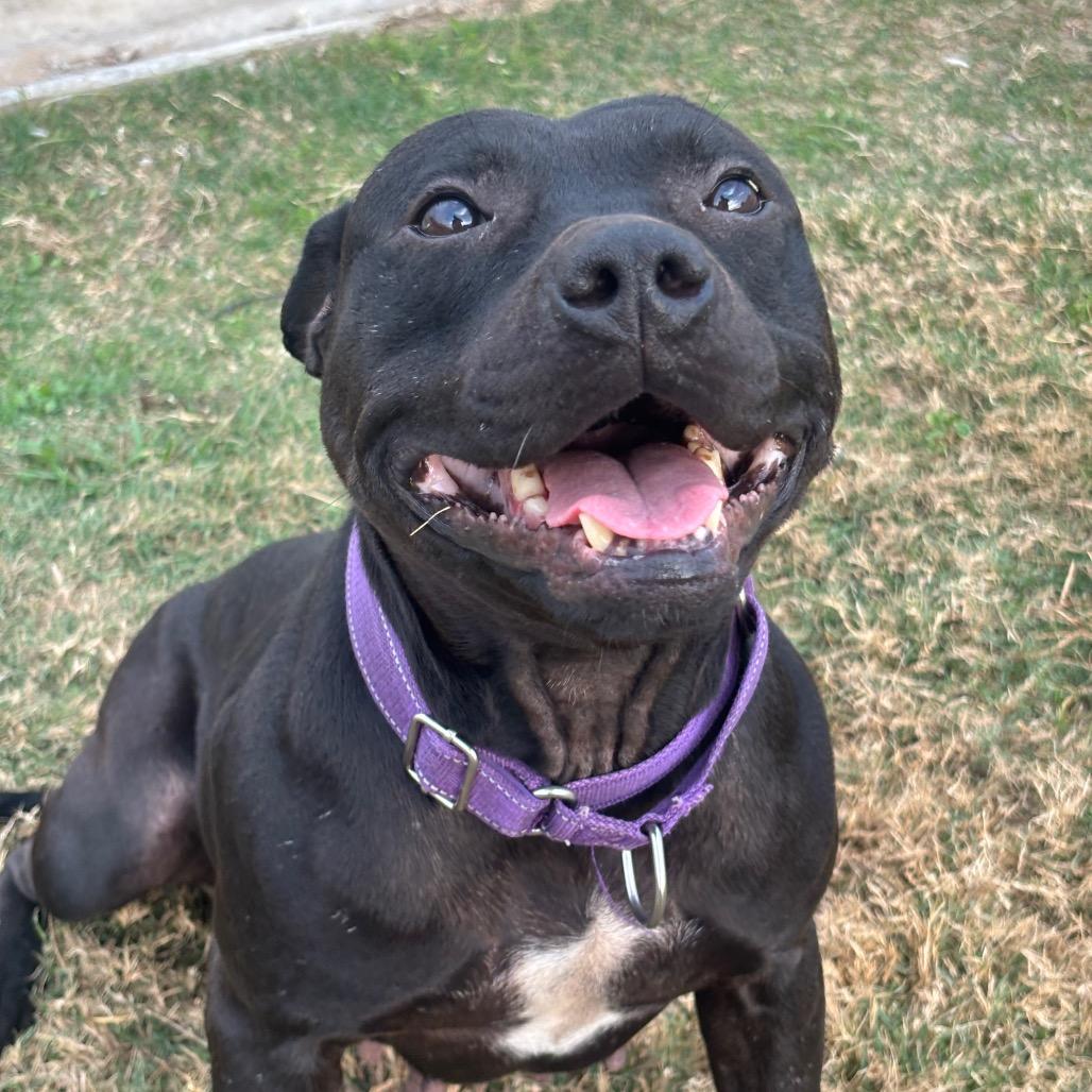 Enlarge Mazoria, a Adoptable mixed breed in League City, TX image 3/6