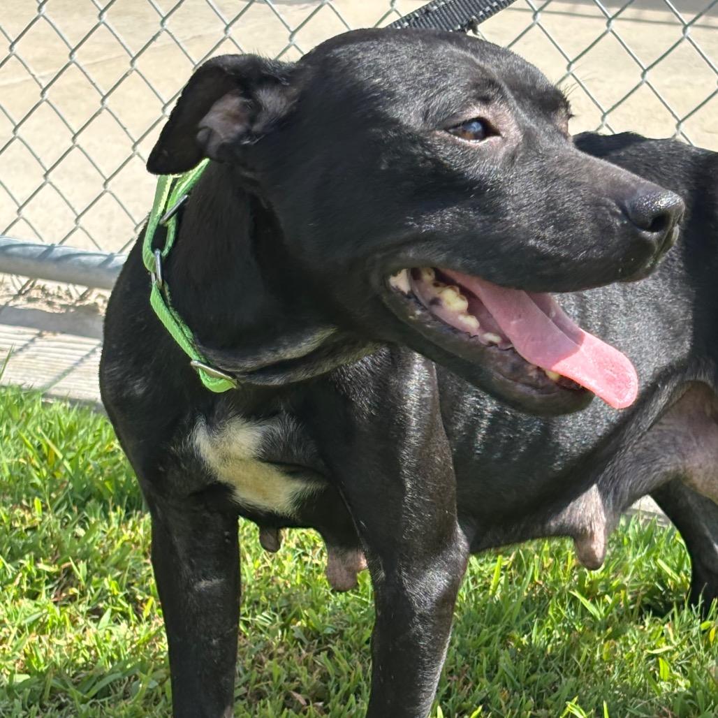 Enlarge Mazoria, a Adoptable mixed breed in League City, TX image 3/3