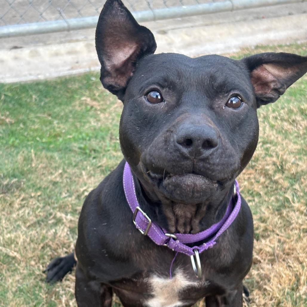 Enlarge Mazoria, a Adoptable mixed breed in League City, TX image 5/6
